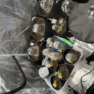 bbs-grow-diaries/blimburnseeds-com/user-49874/b53d64974fc02e33