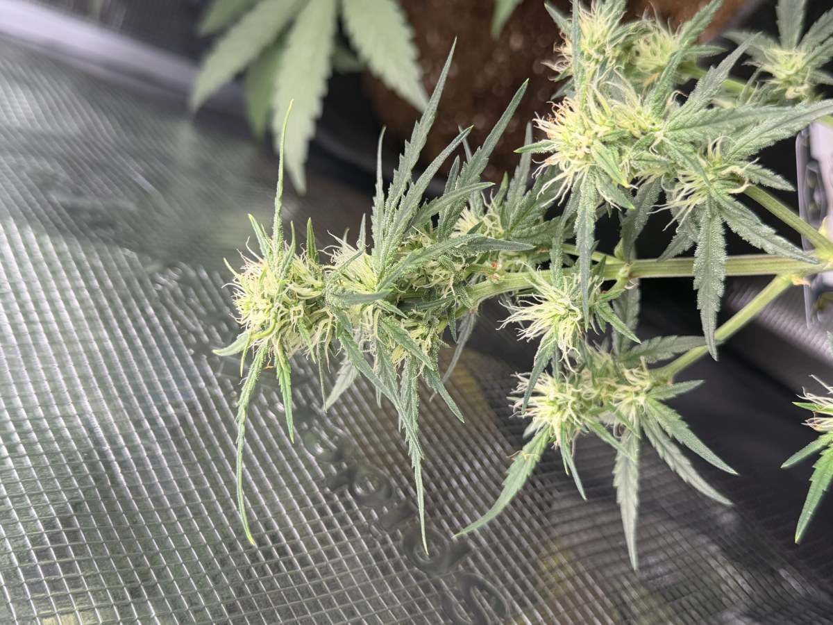 bbs-grow-diaries/blimburnseeds-com/user-49874/be01096add69bdb5