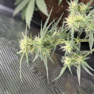 bbs-grow-diaries/blimburnseeds-com/user-49874/be01096add69bdb5