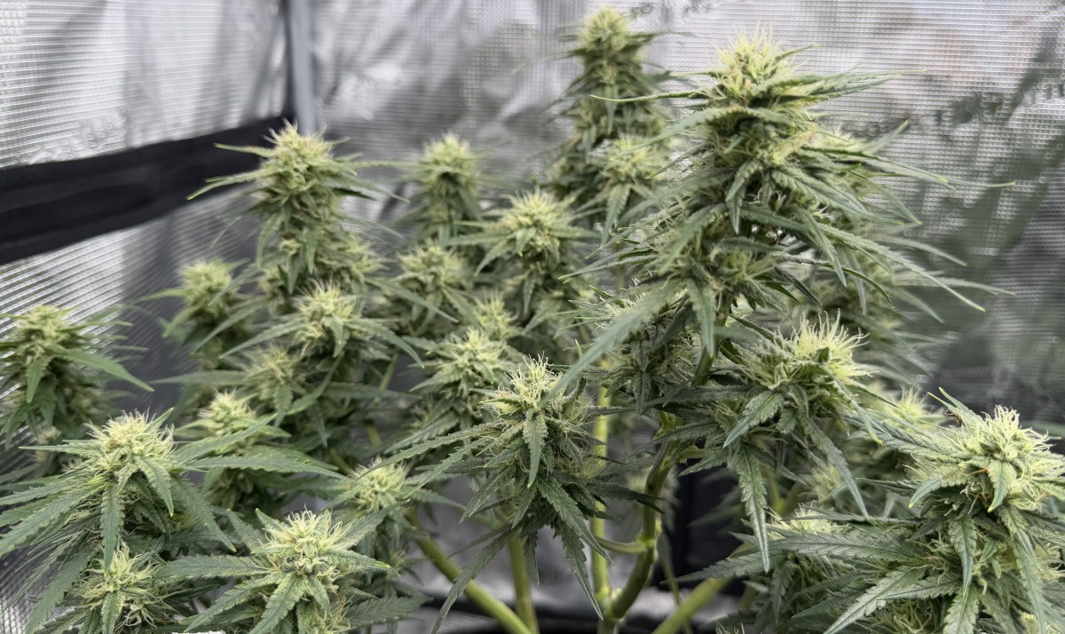 bbs-grow-diaries/blimburnseeds-com/user-49874/c3691ef026d25cf4