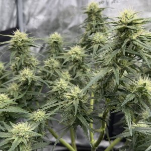 bbs-grow-diaries/blimburnseeds-com/user-49874/c3691ef026d25cf4