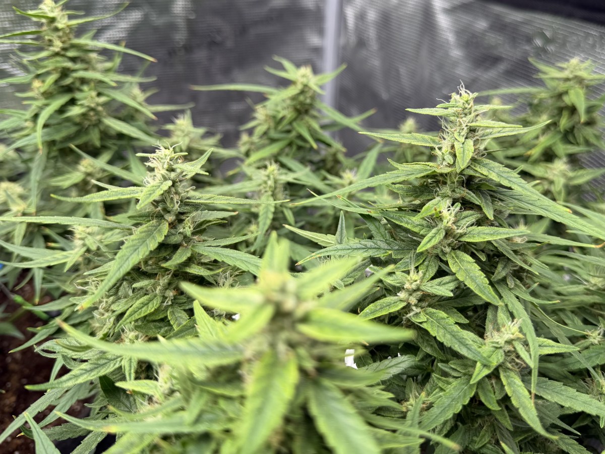 bbs-grow-diaries/blimburnseeds-com/user-49874/c412629b8d125384