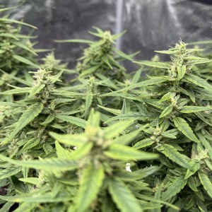 bbs-grow-diaries/blimburnseeds-com/user-49874/c412629b8d125384