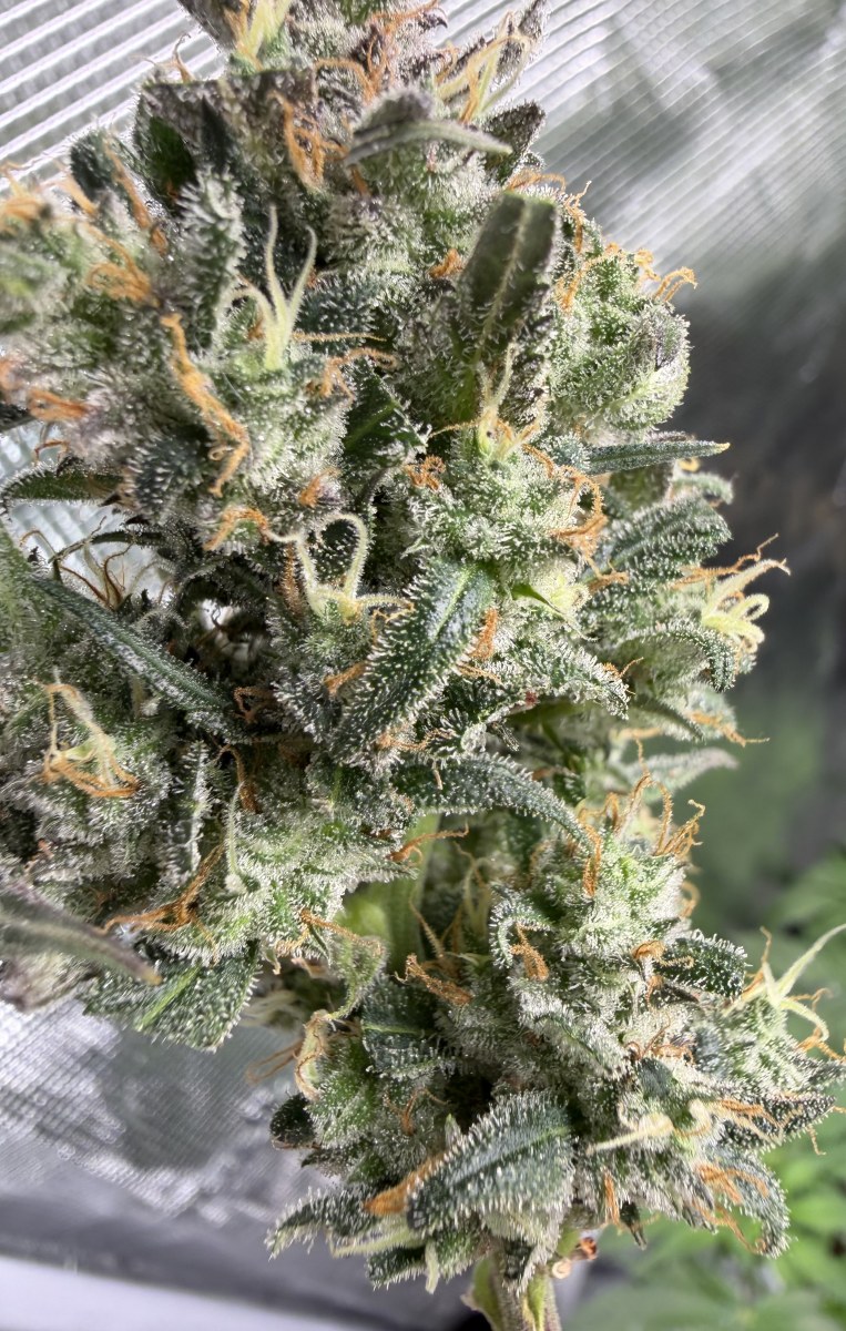 bbs-grow-diaries/blimburnseeds-com/user-49874/d4a374fd0743b5ec