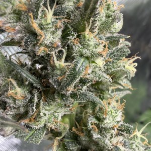 bbs-grow-diaries/blimburnseeds-com/user-49874/d4a374fd0743b5ec