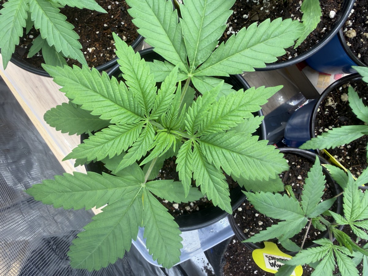 bbs-grow-diaries/blimburnseeds-com/user-49874/d8a8e06a95b40e4b