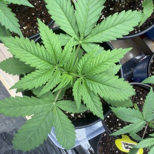 bbs-grow-diaries/blimburnseeds-com/user-49874/d8a8e06a95b40e4b