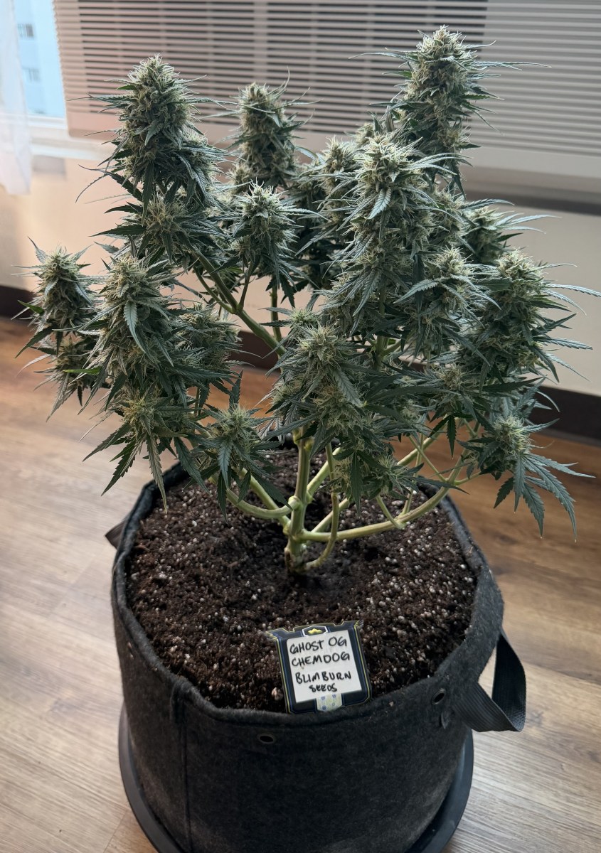 bbs-grow-diaries/blimburnseeds-com/user-49874/d9331a3b27947587