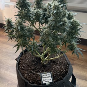 bbs-grow-diaries/blimburnseeds-com/user-49874/d9331a3b27947587