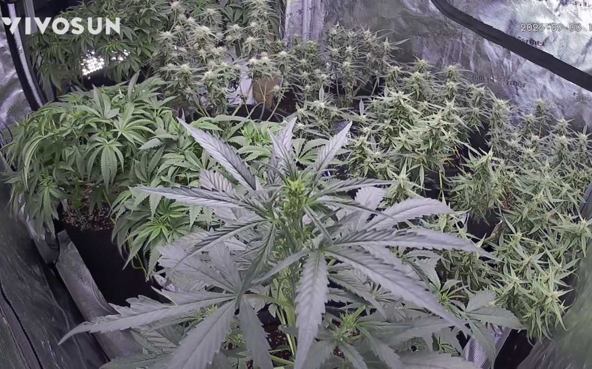 bbs-grow-diaries/blimburnseeds-com/user-49874/dc238b35025fe63a