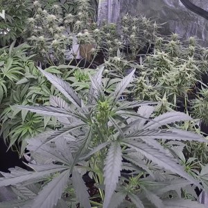 bbs-grow-diaries/blimburnseeds-com/user-49874/dc238b35025fe63a