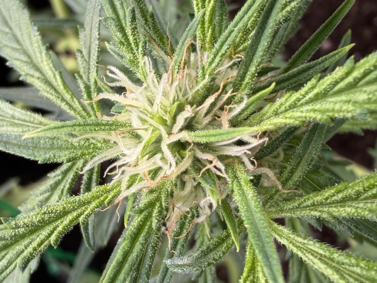 bbs-grow-diaries/blimburnseeds-com/user-49874/deec9e528d6c084d