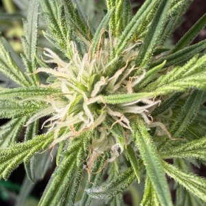 bbs-grow-diaries/blimburnseeds-com/user-49874/deec9e528d6c084d
