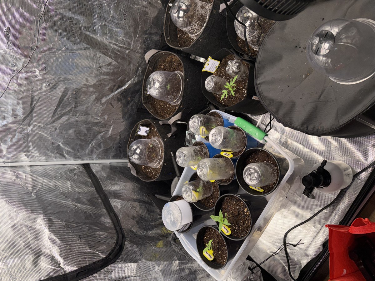 bbs-grow-diaries/blimburnseeds-com/user-49874/e34cd7b062dfb34c