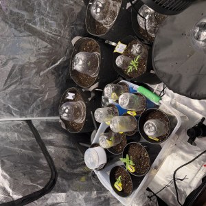 bbs-grow-diaries/blimburnseeds-com/user-49874/e34cd7b062dfb34c