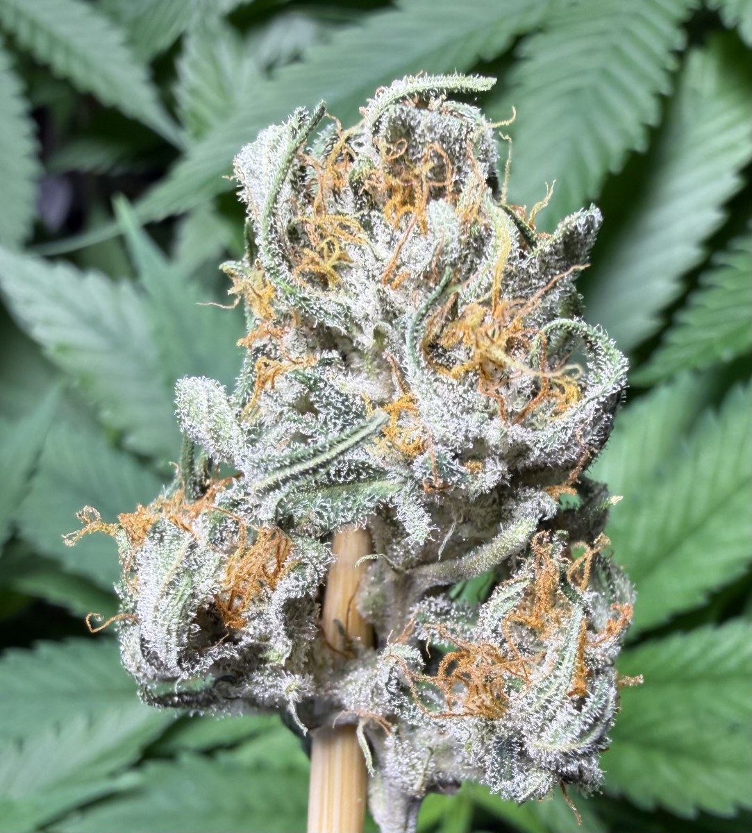 bbs-grow-diaries/blimburnseeds-com/user-49874/e466c34b69e2dfbf