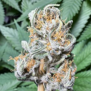 bbs-grow-diaries/blimburnseeds-com/user-49874/e466c34b69e2dfbf