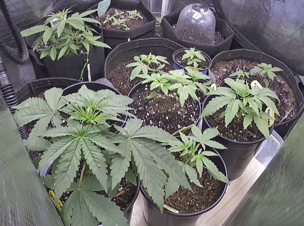 bbs-grow-diaries/blimburnseeds-com/user-49874/e92d9676dd33429b