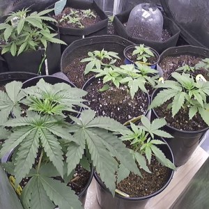 bbs-grow-diaries/blimburnseeds-com/user-49874/e92d9676dd33429b