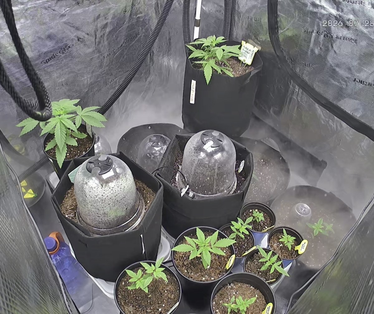 bbs-grow-diaries/blimburnseeds-com/user-49874/f4e1c5d011dcfc32