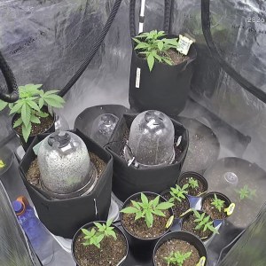 bbs-grow-diaries/blimburnseeds-com/user-49874/f4e1c5d011dcfc32