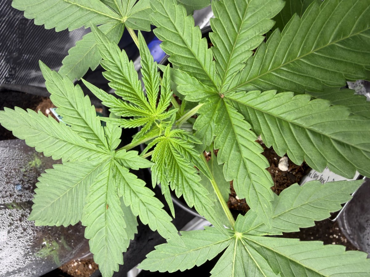 bbs-grow-diaries/blimburnseeds-com/user-49874/f679976f51006ef1