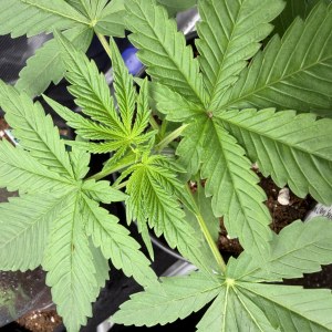 bbs-grow-diaries/blimburnseeds-com/user-49874/f679976f51006ef1