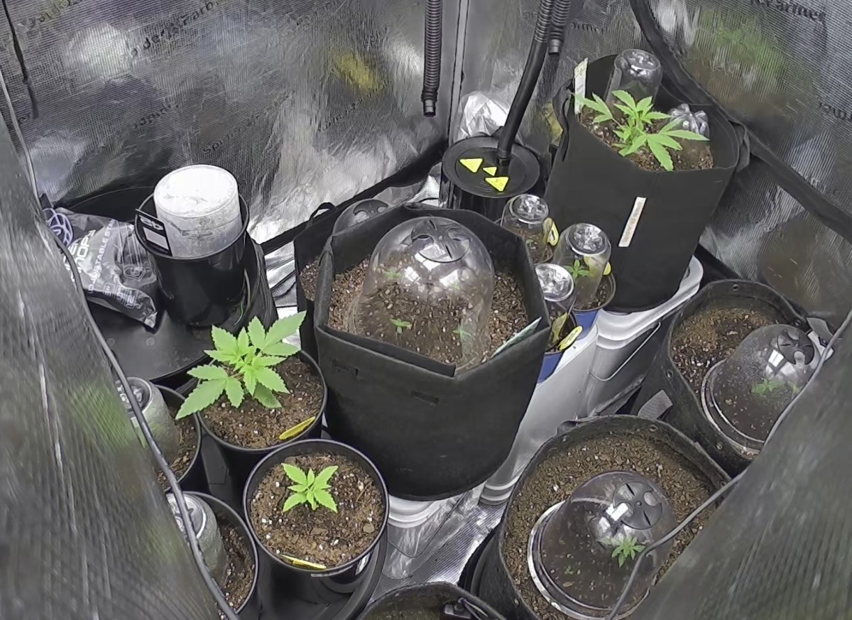 bbs-grow-diaries/blimburnseeds-com/user-49874/f8fcc09ea6ba50a1