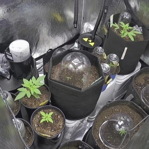 bbs-grow-diaries/blimburnseeds-com/user-49874/f8fcc09ea6ba50a1