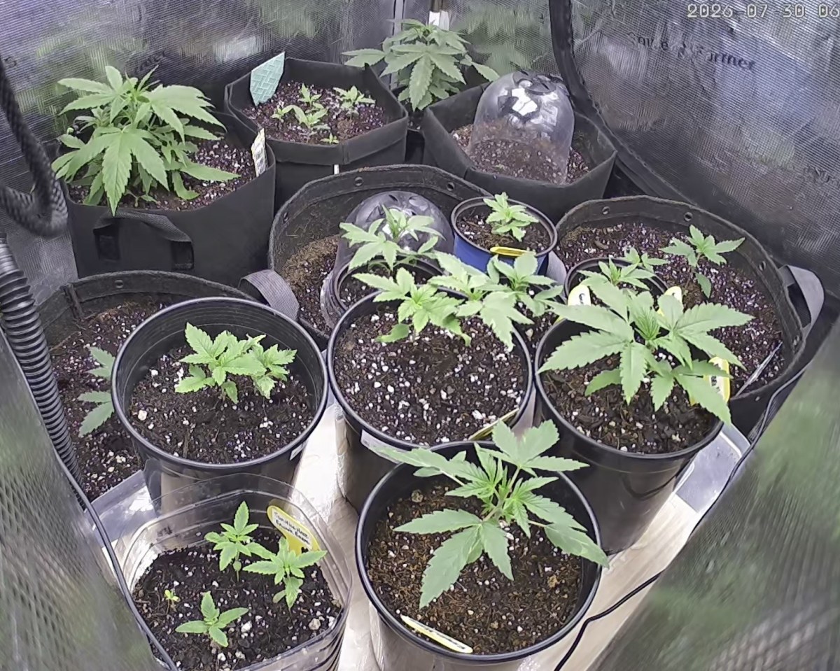 bbs-grow-diaries/blimburnseeds-com/user-49874/fb2896030f0c3a42