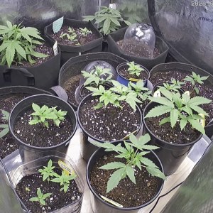 bbs-grow-diaries/blimburnseeds-com/user-49874/fb2896030f0c3a42