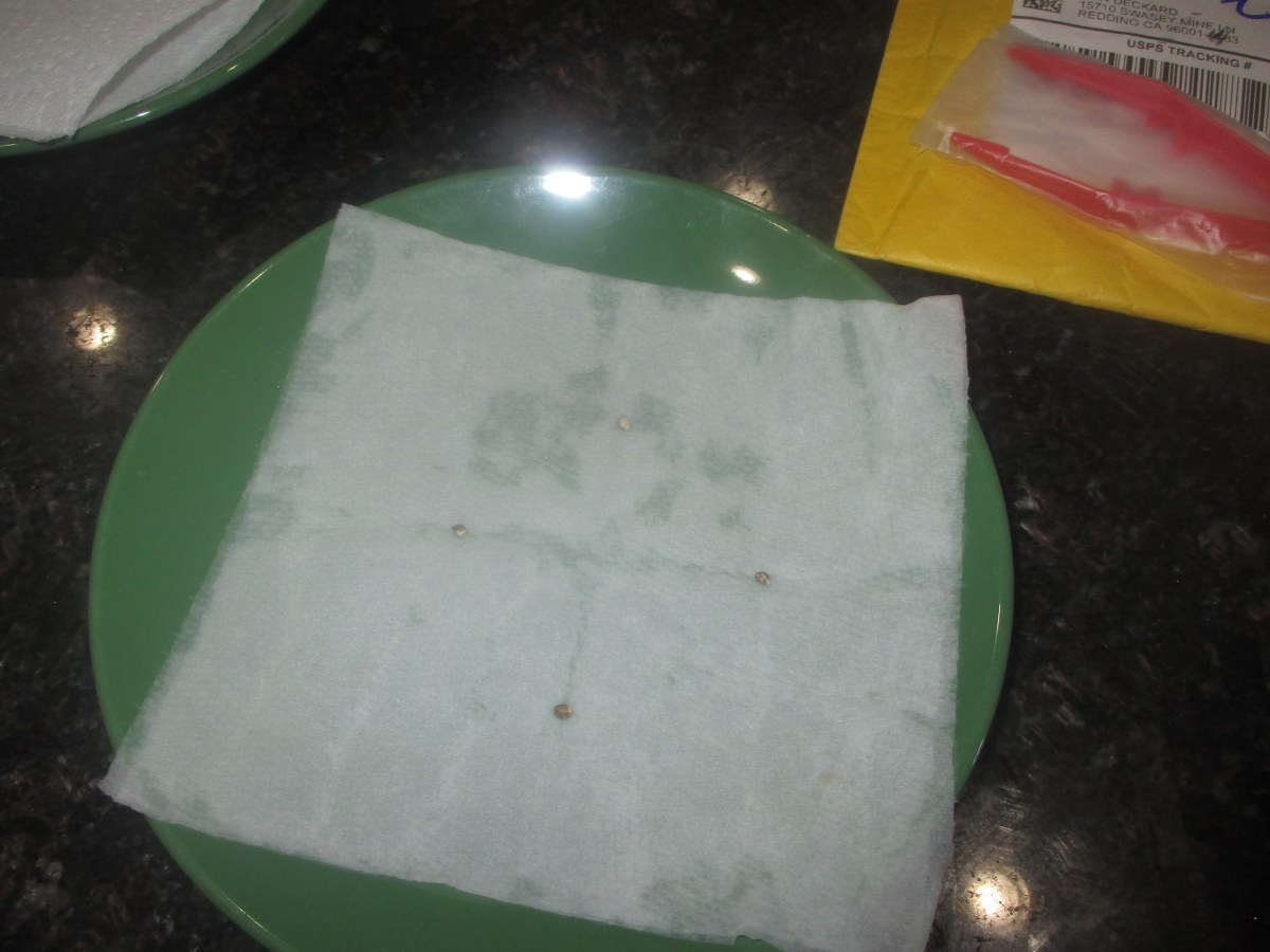 bbs-grow-diaries/blimburnseeds-com/user-49878/37a5f4f9f0051682