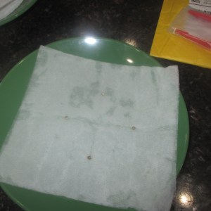 bbs-grow-diaries/blimburnseeds-com/user-49878/37a5f4f9f0051682