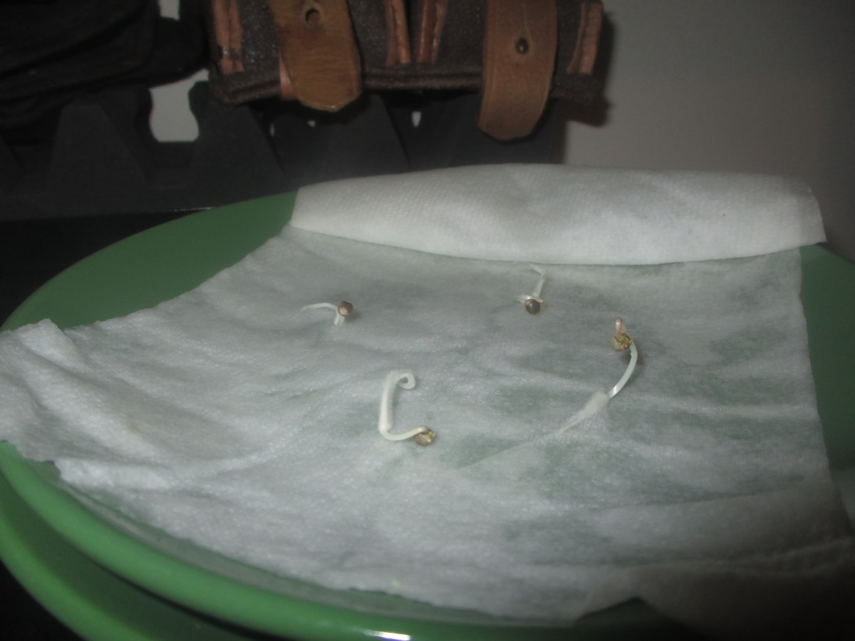 bbs-grow-diaries/blimburnseeds-com/user-49878/493306713627b9f9