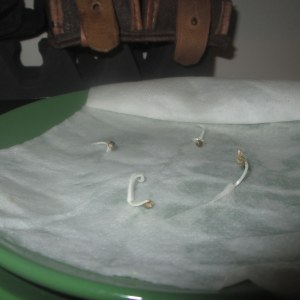 bbs-grow-diaries/blimburnseeds-com/user-49878/493306713627b9f9