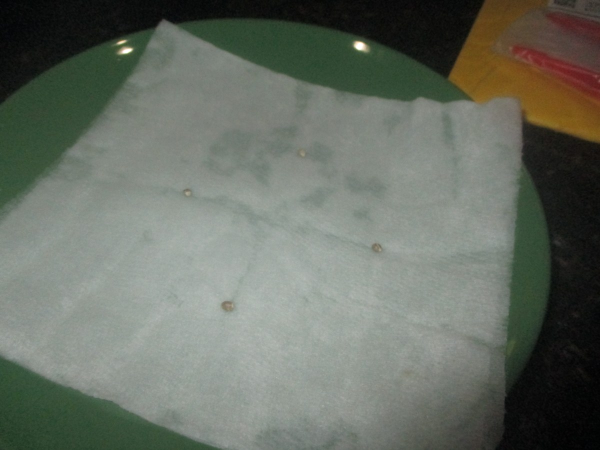 bbs-grow-diaries/blimburnseeds-com/user-49878/890a6b12d31e4d5d