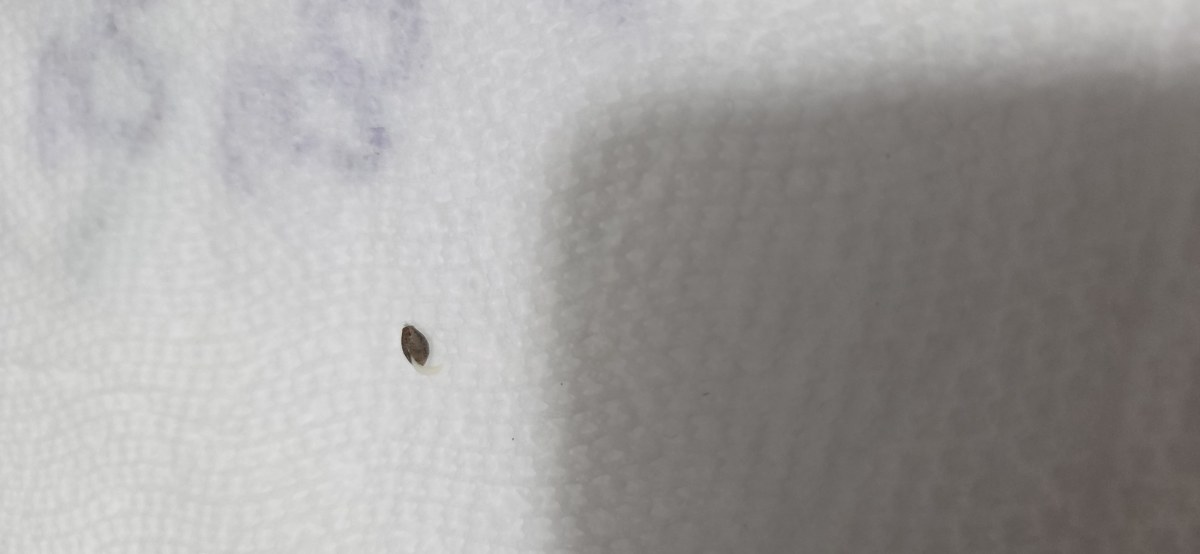 bbs-grow-diaries/blimburnseeds-com/user-50002/3876ff9e3a8c63c8