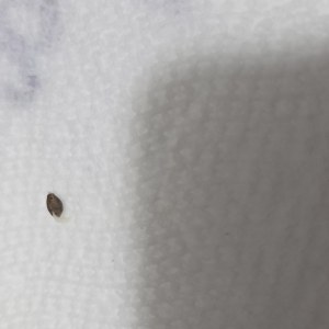 bbs-grow-diaries/blimburnseeds-com/user-50002/3876ff9e3a8c63c8