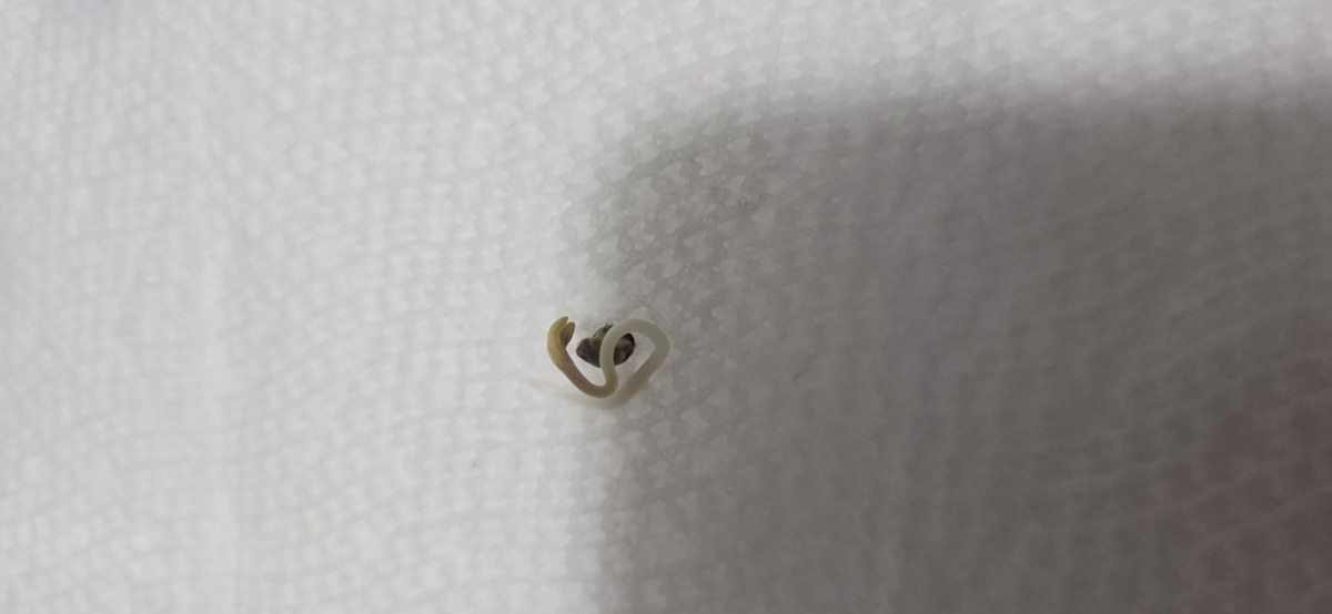 bbs-grow-diaries/blimburnseeds-com/user-50002/5fec44abf1b7eb9b