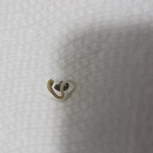 bbs-grow-diaries/blimburnseeds-com/user-50002/5fec44abf1b7eb9b