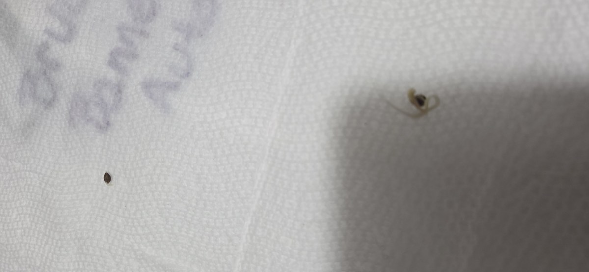 bbs-grow-diaries/blimburnseeds-com/user-50002/875ef45633a33b63