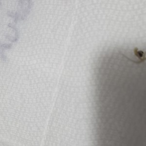 bbs-grow-diaries/blimburnseeds-com/user-50002/875ef45633a33b63