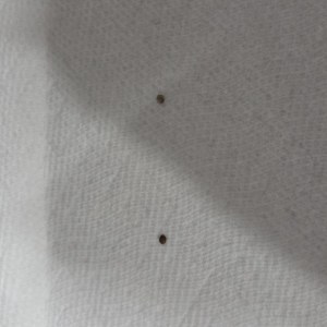 bbs-grow-diaries/blimburnseeds-com/user-50002/b81d3f9cb7da9caa