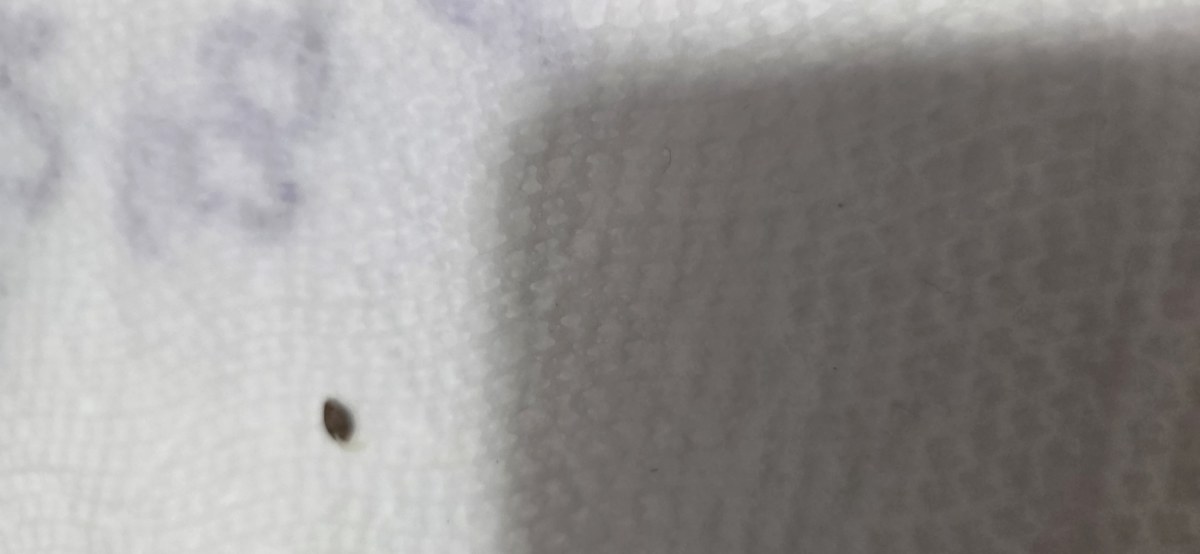 bbs-grow-diaries/blimburnseeds-com/user-50002/be224335d2c6f470