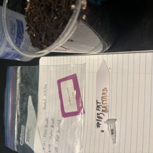 bbs-grow-diaries/blimburnseeds-com/user-50190/601884824a943d61