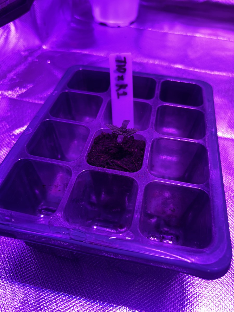 bbs-grow-diaries/blimburnseeds-com/user-50190/7951055d46c04602