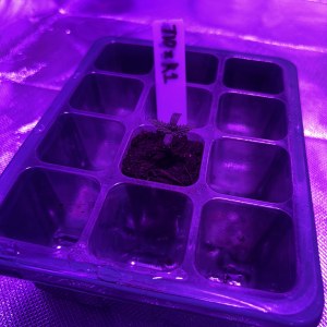 bbs-grow-diaries/blimburnseeds-com/user-50190/7951055d46c04602