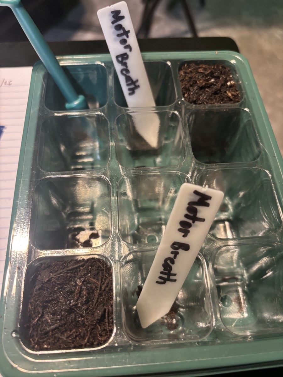 bbs-grow-diaries/blimburnseeds-com/user-50190/8776a6e5e43d4d7f