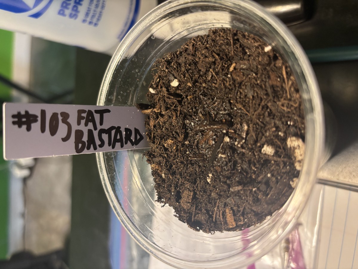 bbs-grow-diaries/blimburnseeds-com/user-50190/8b76132eef73034d