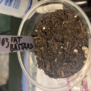 bbs-grow-diaries/blimburnseeds-com/user-50190/8b76132eef73034d